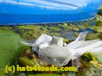 /home//u458753944/public_html/sourcegallery//Frogs/More bullfrogs/P8180180.JPG